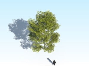 maple acer tree 10 archviz Model 3D