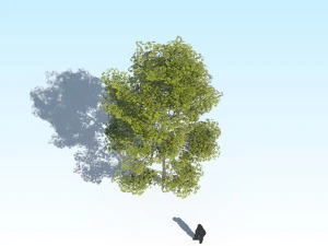 maple acer tree 10 archviz 3D Model