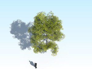 maple acer tree 10 archviz Model 3D