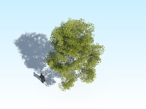 maple acer tree 10 archviz Model 3D