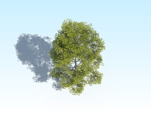 maple acer tree 10 archviz Model 3D