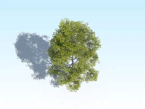 maple acer tree 10 archviz 3D Model