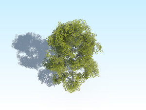 maple acer tree 10 archviz Model 3D