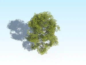 maple acer tree 10 archviz 3D Model