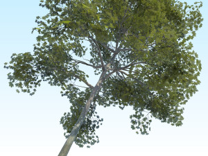 maple acer tree 10 archviz Model 3D
