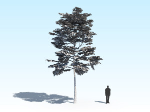 maple acer tree 10 archviz Model 3D
