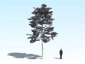 maple acer tree 10 archviz 3D Model