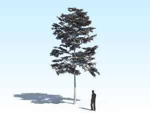 maple acer tree 10 archviz Model 3D