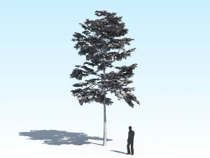 maple acer tree 10 archviz 3D Model
