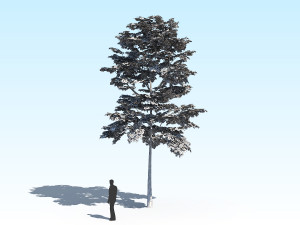maple acer tree 10 archviz Model 3D