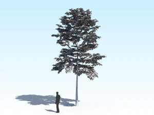 maple acer tree 10 archviz 3D Model