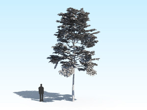 maple acer tree 10 archviz Model 3D