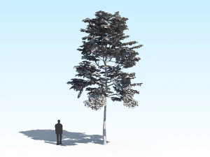 maple acer tree 10 archviz 3D Model