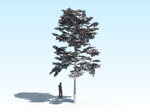maple acer tree 10 archviz Model 3D