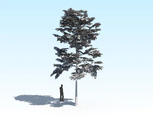 maple acer tree 10 archviz 3D Model