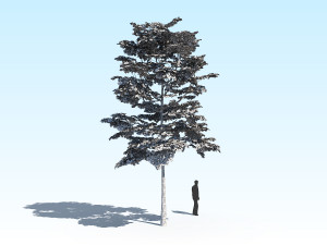 maple acer tree 10 archviz Model 3D