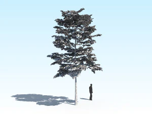 maple acer tree 10 archviz 3D Model
