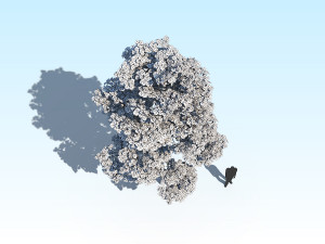 maple acer tree 10 archviz Model 3D