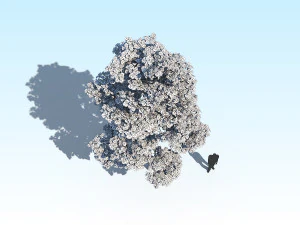 maple acer tree 10 archviz 3D Model