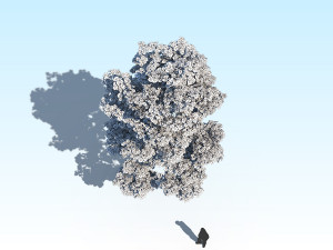 maple acer tree 10 archviz Model 3D