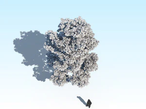 maple acer tree 10 archviz 3D Model
