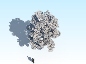 maple acer tree 10 archviz Model 3D