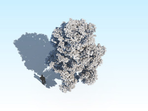 maple acer tree 10 archviz Model 3D