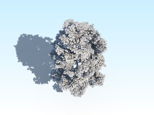 maple acer tree 10 archviz Model 3D