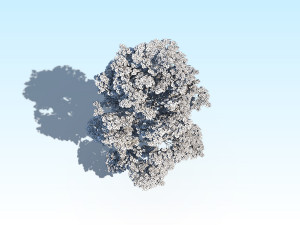 maple acer tree 10 archviz Model 3D