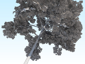 maple acer tree 10 archviz Model 3D