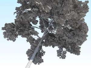 maple acer tree 10 archviz 3D Model
