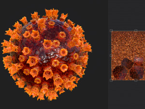 2019-ncov coronavirus 3D 模型