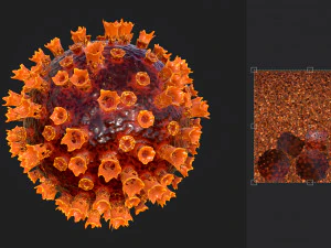 2019-ncov coronavirus 3D Model