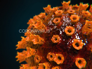 2019-ncov coronavirus 3D 模型