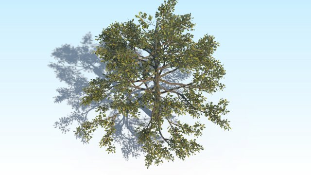 oak 01 Modello 3D .c4d .max .obj .3ds .fbx .stl .blend 