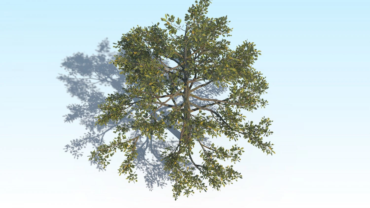 oak 01 3D Model .c4d .max .obj .3ds .fbx .stl .blend