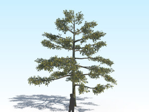 oak 01 Modello 3D