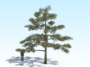 oak 01 Modello 3D
