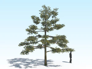 oak 01 3D Model