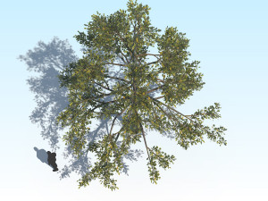 oak 01 Modello 3D