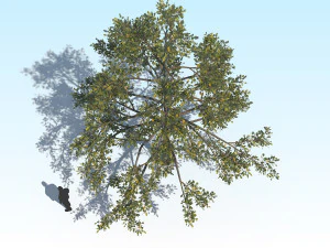 oak 01 3D Model
