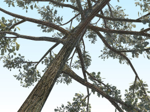 oak 01 Modello 3D