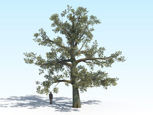 oak 02 3D-Modell
