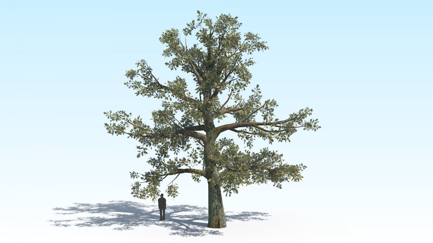 скачай дуб 2. дуб в калининградской области в поле. , плющ дерево кавказский. дерево зеленое. милорн дерево.