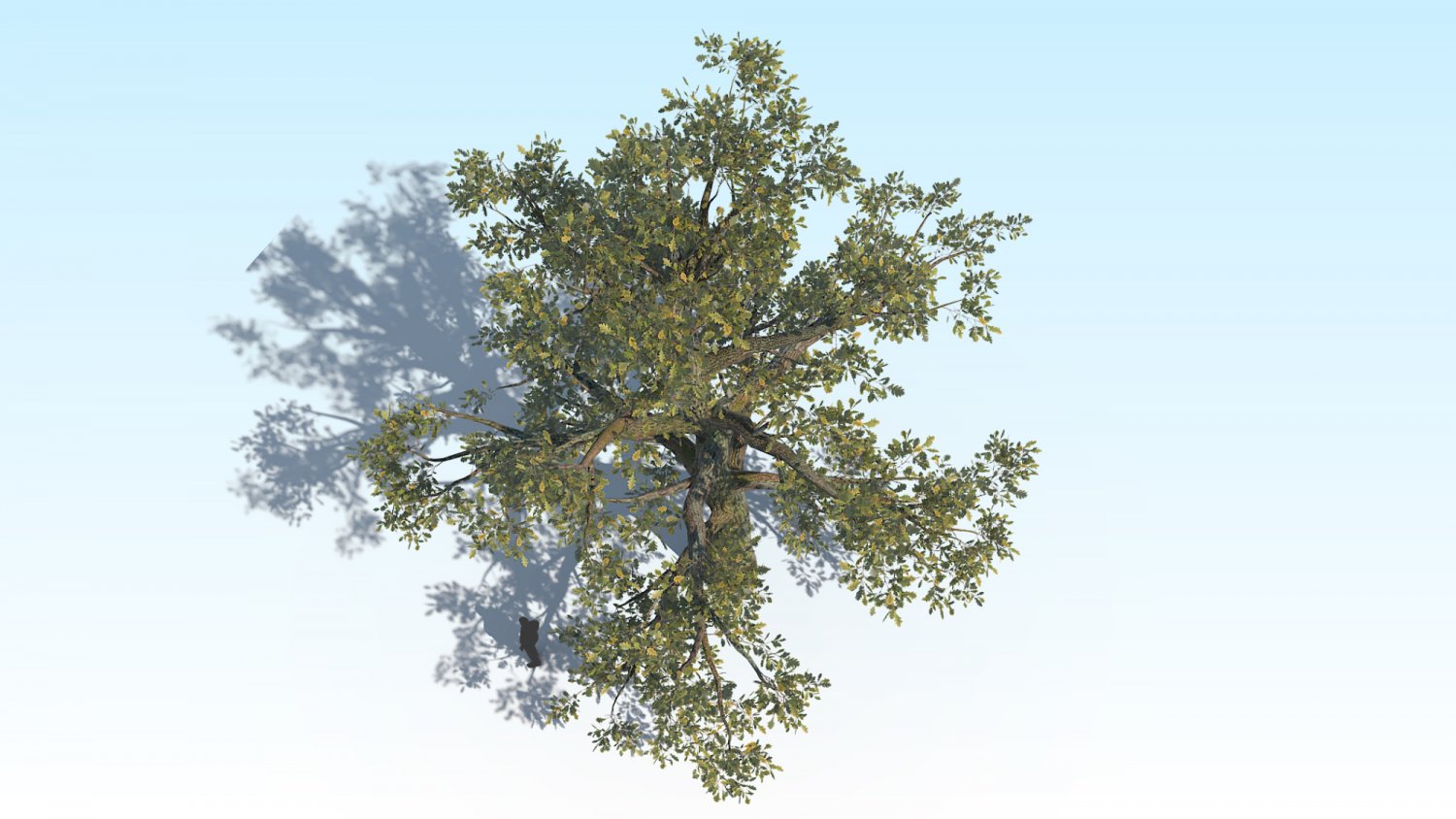 скачай дуб 2. ствол дуба черешчатого. дуб черешчатый спб. скачай дуб 2. дуб черешчатый крона.