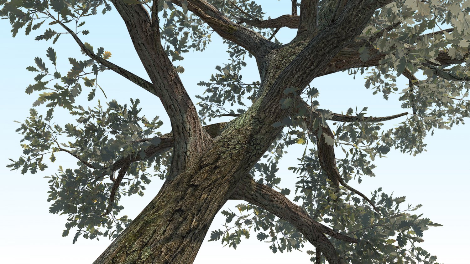 два дуба черешчатых сукко. -par. желудь приморского дуба. дуб черешчатый (калининградская область). семисотлетний дуб.