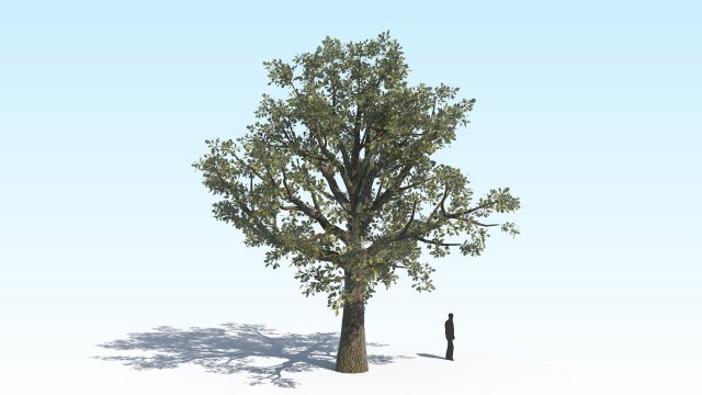 oak 03 3D Модель .c4d .max .obj .3ds .fbx .stl .blend