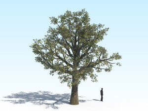 oak 03 Modelo 3D
