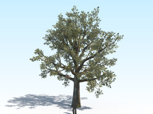 oak 03 3D Модель