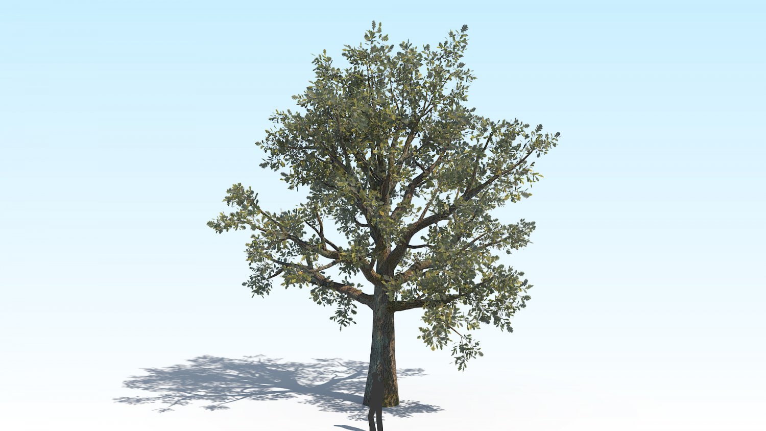 низкополигональные деревья 3ds max. дуб 3д модель. 3 дуб 1 дерево 2. дуб 3д модель. дуб символ сша.